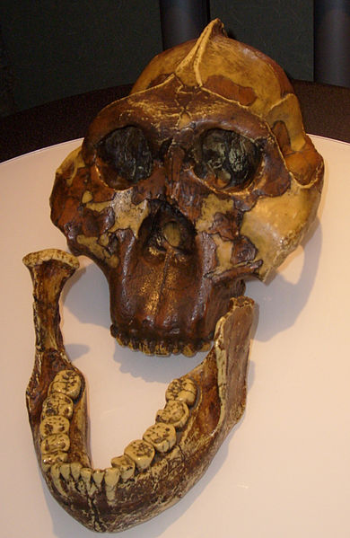 Paranthropus boiset skull